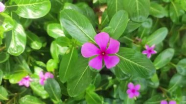 Catharanthus roseus. Vinca olarak da bilinir, yaşlı kız kurusu, yaşlı kız kurusu, mezarlık çiçeği, gül rengi, parlak göz, Madagascarperiwinkle, Cape menekşesi, Pinkperiwinkle, pembe menekşe menekşesi.