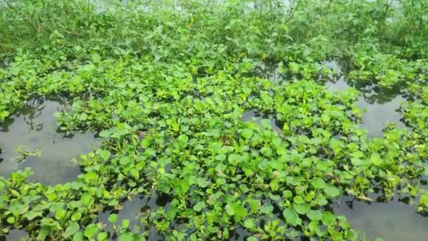 Eichhornia Crassipes Also Conocido Como Waterhyacinth Común Lila Diablo Jacinto — Vídeos de Stock