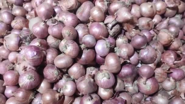 Oignon Allium Cepa Aussi Connu Sous Nom Oignon Bulbe Oignon — Video