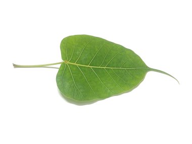 Ficus religiosa or sacred fig is a species of fig native to the Indian subcontinent.It is also known as the bodhi tree, pimple tree, peepul tree,peepal tree, pipala tree, ashvattha tree