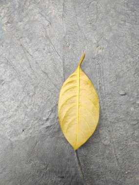 Yellow cherimoya leaf.Cherimoya is grown in tropical and subtropical regions throughout the world.