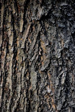 Close up shot of old tree texture.Cracked tree bark. texture background of a tree bark.