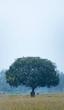 A mango tree stand alone with golden rice filed.