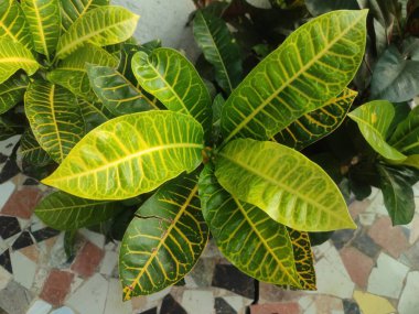 Codiaeum variegatum, Also known fire croton, garden croton, or variegated croton is a species of plant in the genus Codiaeum.