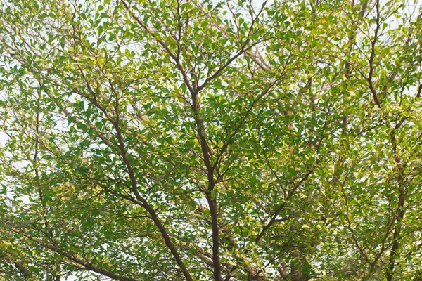 Güneşli bir günde büyük dalları olan görkemli ve uzun yaşayan yeşil bir ağaç..