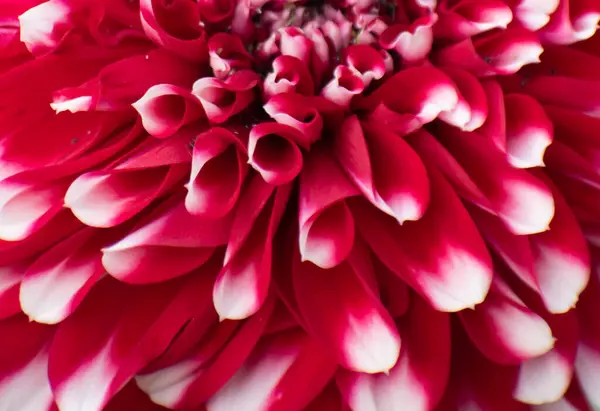 stock image Dahlia pinnata is a species in the genus Dahlia, family Asteraceae, with the common name garden dahlia.Blooming Red Flower.