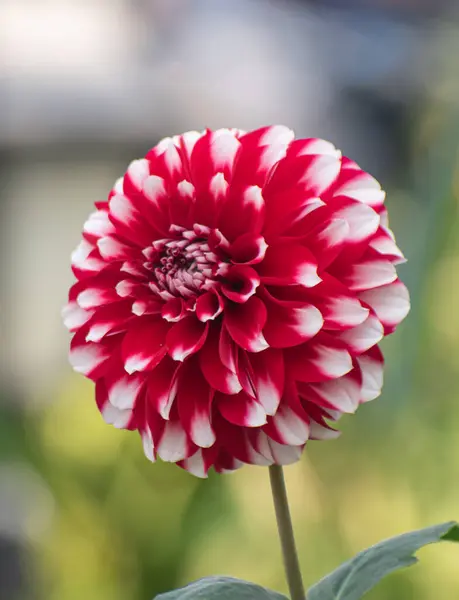 Stock image Dahlia pinnata is a species in the genus Dahlia, family Asteraceae, with the common name garden dahlia.Blooming Red Flower.