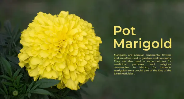 Sarı Tagetes ereksiyon halinde Aztek kadife çiçeği, Meksika kadife çiçeği ya da büyük kadife çiçeği olarak da bilinir. Meksika ve Guatemala 'ya özgü..