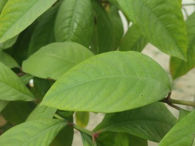 Canlı Yeşil Ixora Chinensis Yaprağı. Bahçelerde yemyeşildirler..