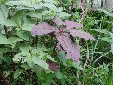 Yeşil Yapraklarla çevrili Dolu Çiçekteki Sarı Pürüzlü Gevşek Çiçek.