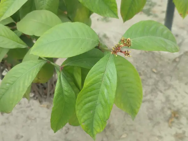 Ixora Chinensis Bahçede Yeşil Yeşilliklerle Dolu Açtı.