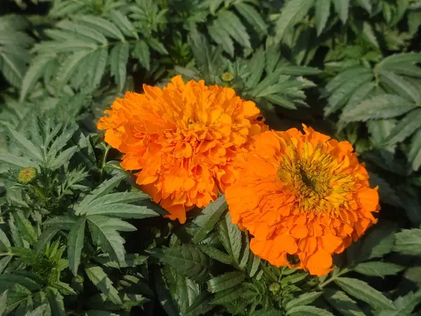 Canlı Turuncu Tagetes Erecta Aztec Marigold Çiçeği Yeşil Yapraklarla çevrili.