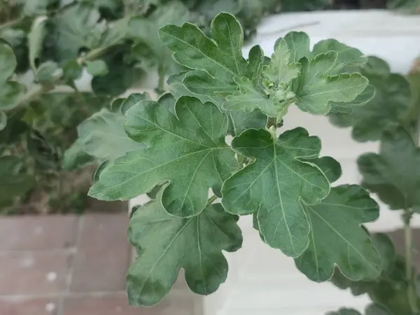 Hint Kasımpatılarının Yakın Çekimi Bir Açık Bahçe Bahçesinde Zengin Yeşil Yeşilliklerle Çıkıyor.