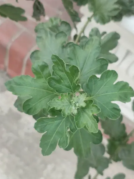 Zengin Yeşil Hintli Kasımpatı Bahçede Doğal Güneş Işığıyla Tam Ekran Yapıyor.