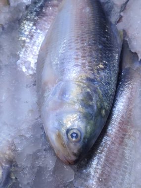 Hilsha Balığı Buza Yerleştirilmiş Yerel Markette Tazelik ve Kaliteyle Satılığa Hazır Balık Marketinde