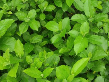 Yoğun Yeşil Yapraklar ve Geniş Yapraklar içeren Kala Ummbar Ağacı Kalın Tepeli Tropikal Ormanda
