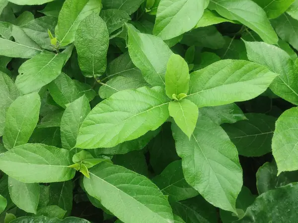 Ficus Hispida Bitkisinin yemyeşil yaprakları Tropikal Bahçeye yayılıyor