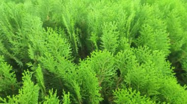 Hesperocyparis macrocarpa also known as Cupressus macrocarpa.Monterey cypress is a coniferous tree.