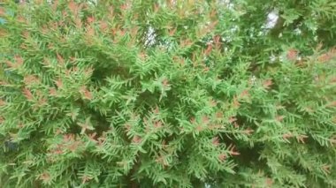 Melaleuca alternifolia.It is commonly known as tea tree. Narrow leaved paperbark.Flax leaved paperbark. Snow in summer.