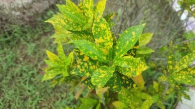 Aucuba japonica, commonly called spotted laurel,Japanese laurel,Japanese aucuba or gold dust plant.