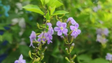 Duranta erecta, Verbena familyasından bir çalı türü. Yaygın olarak kullanılan adlar arasında altın çiğ damlası, güvercin üzümü ve gökçiçeği bulunur..