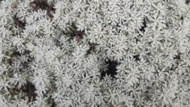 Artemisia stelleriana. Yaygın isimler arasında ağarmış mugwort, Dusty Miller, plaj pelin otu ve yaşlı kadın sayılabilir..