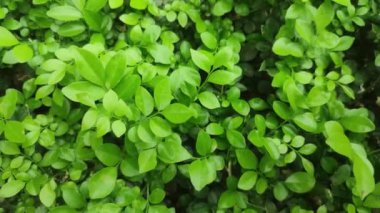 Murraya paniculata. Commonly known as orange jasmine, orange jessamine, china box or mock orange.