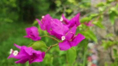 Bougainvillea spectabilis is a species of flowering plant.It is also known as great bougainvillea.