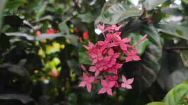Ixora coccinea, Rubiacea familyasından bir bitki türüdür. Ayrıca orman sardunyası, orman alevi, orman alevi ya da pendkuli olarak da bilinir.