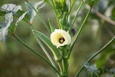 Canlı Abelmoschus Esculentus Bahçecilik ve Doğa Tutkuları İçin Çiçek Kapanışı