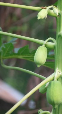 Ağaçta yetişen Papaya Meyvesi, Tropikal Bahçede Yeşillik Yeşilliklerle