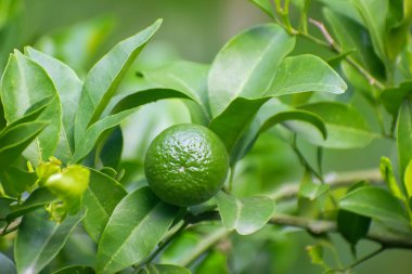 Yeşil kireç, Citrus Meyve Bahçesinde Yapraklı Yapraklı Dalda Asılı.