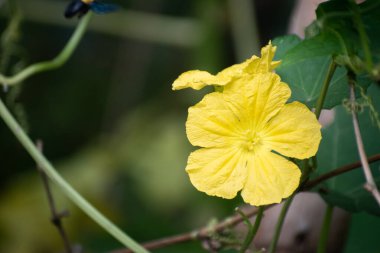 Luffa Acutangula 'nın yakın çekimi Çin bamyası Tropikal Bahçe Ayarları' nda büyüyor