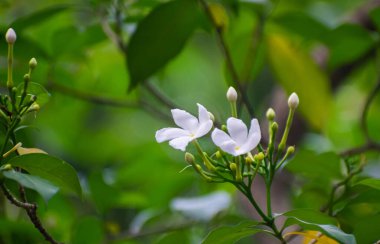 Tabernaemontana Divaricata Crape Jasmine Flower with Pure White Petals in Tropical Garden clipart