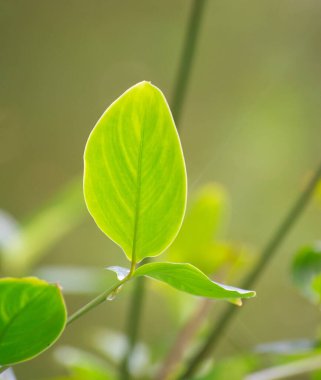 Thalia 'nın Yeşil Ok Yaprağı Genikulata Bitkisi Bereketli Tropikal Bir Ayarda.
