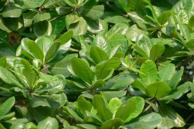 Terminalia Catappa Tropikal Badem Ağacı ve gür yeşil yapraklı canlı bir manzara.