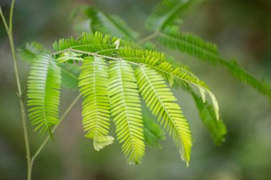 Vachellia Cornigera Bullhorn Acacia Ağacı ve Arid Manzarası 'ndaki Dikenli Dallar
