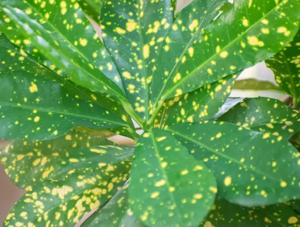 Değişik Croton Codiaeum varyasyon bitkisi Çok Renkli Yapraklar.