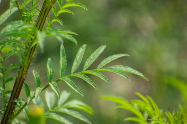 Yeşil Yapraklı ve Sarı Çiçekli Vahşi Marigold
