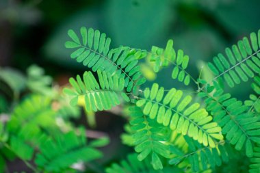 Yakından bakınca yeşil yapraklı tespih bitkisi..