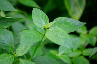 Mor Çiçekli ve Yeşil Yapraklı Çin Mor Bitkisi