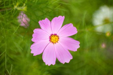 Pembe ve Beyaz Yapraklı Kozmos Bipinnatus Çiçeği