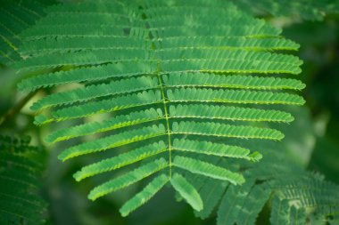 Parlak Kırmızı ve Sarı Çiçekli Parlak Ağaç