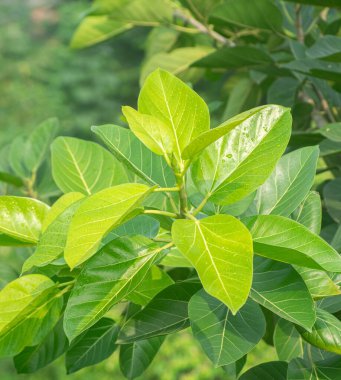 Yoğun Yaprak ve Havadan Kökleri olan Hint Banyan Ağacı