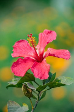 Parlak Sarı ve Kırmızı Yapraklı Hawaii Hibiscus Çiçeği