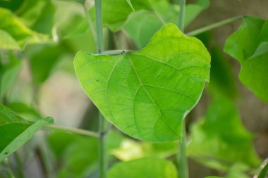 Kalp Şeklinde Yeşil Yapraklar Doğal Doku ve Damarlarla