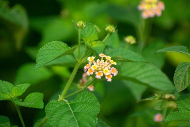 Canlı Turuncu ve Sarı Çiçekli Lantana Camara Çiçeği