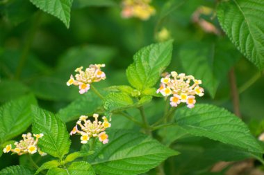 Parlak Pembe ve Sarı Yapraklı Lantana Camara Çiçeği