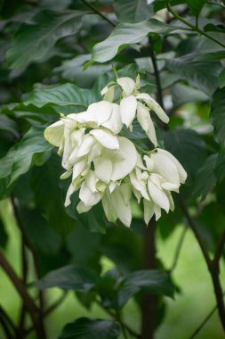 Beyaz ve Pembe Yapraklı Buddha Lambası Çiçeği