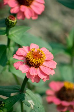 Parlak Sarı ve Kırmızı Yapraklı Peru Zinnia Çiçeği